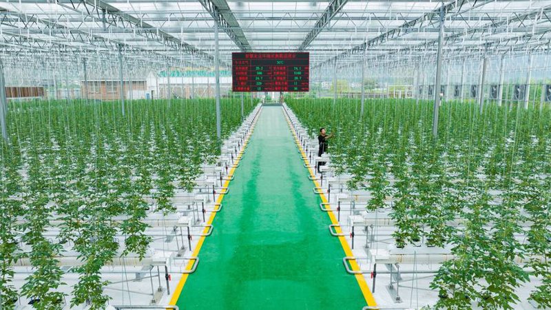 农业信息化：驱动现代农业高效发展